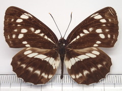 Neptis pryeri