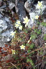 Saxifraga bronchialis funstonii