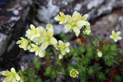 Saxifraga bronchialis funstonii