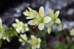Saxifraga bronchialis funstonii