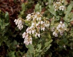 Arctostaphylos gabilanensis