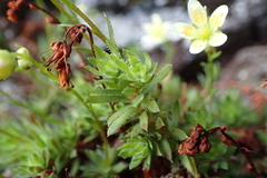 Saxifraga bronchialis funstonii