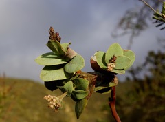 Arctostaphylos gabilanensis