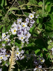 Heliotropium nicotianifolium