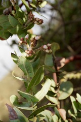 Arctostaphylos gabilanensis