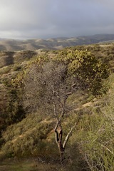 Arctostaphylos gabilanensis