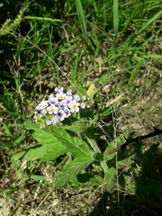 Heliotropium nicotianifolium