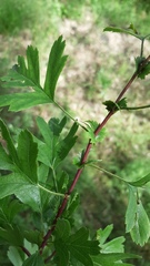 Crataegus monogyna