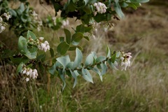 Arctostaphylos gabilanensis