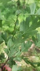 Crataegus monogyna