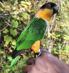 Trichoglossus capistratus