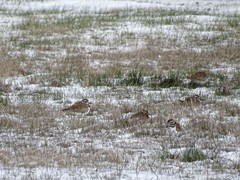 Charadrius vociferus
