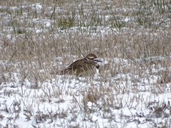 Charadrius vociferus