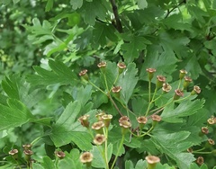 Crataegus monogyna