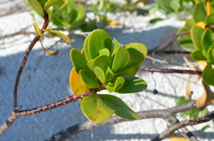 Scaevola plumieri image
