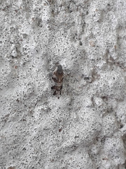 Cixiosoma bonaerense