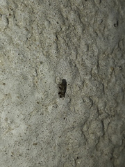 Cixiosoma bonaerense