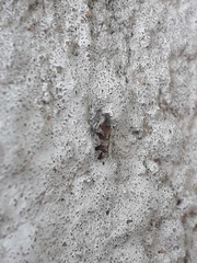 Cixiosoma bonaerense