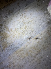 Latrodectus geometricus