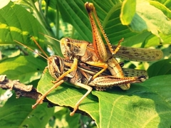 Schistocerca americana