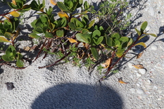 Scaevola plumieri image
