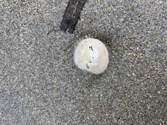 Acmaea
