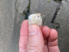 Acmaea