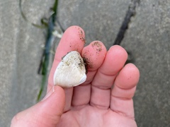 Acmaea