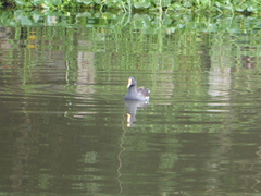 Gallinula galeata