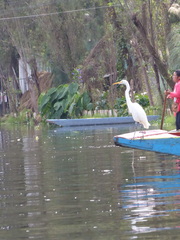 Ardea alba