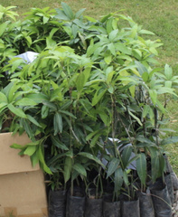 Mangifera indica