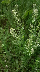 Lepidium campestre