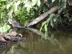 Quiscalus mexicanus
