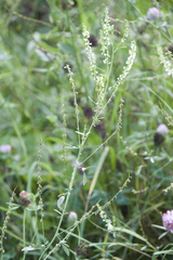Melilotus albus
