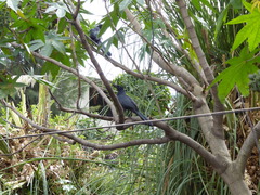 Quiscalus mexicanus