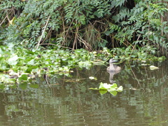 Podilymbus podiceps