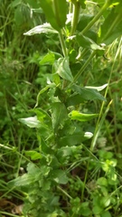 Lepidium campestre
