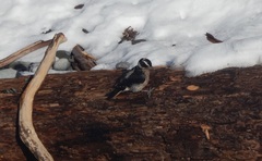 Dryobates villosus harrisi