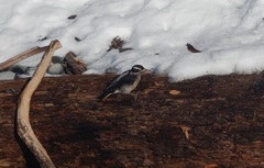 Dryobates villosus harrisi