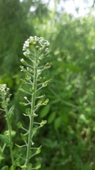 Lepidium campestre