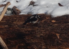 Dryobates villosus harrisi