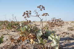 Astrodaucus littoralis