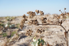 Astrodaucus littoralis