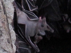 Rousettus amplexicaudatus