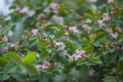 Lonicera tatarica