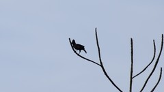 Cephalopterus ornatus