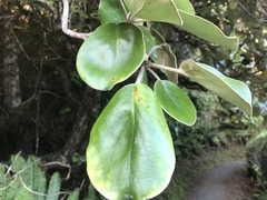 Brachyglottis rotundifolia