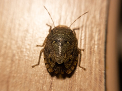 Discocephalinae