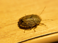 Discocephalinae