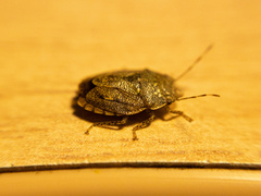 Discocephalinae